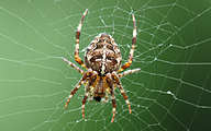 Cross Spider (Araneus diadematus)
